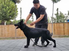 -北京京卫宠物寄养训练中心