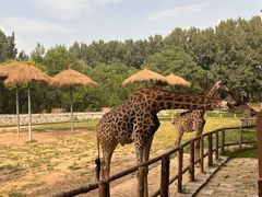 -北京野生动物园
