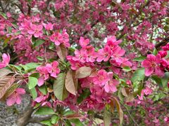 -长白岛森林公园