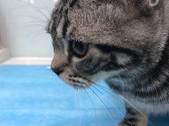 -纳吉亚猫专科动物诊疗中心(蒋宅口分院)