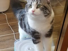 -猫大福·Fortune Cat猫舍(百子湾店)