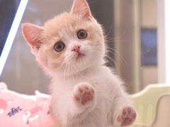 -babydoll猫舍·米努特·德文·缅因(久光中心店)