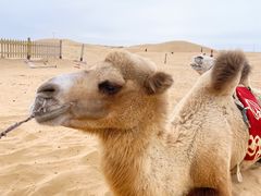 -银肯塔拉沙漠生态旅游景区