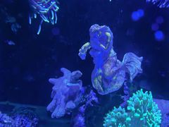 -太平洋海底世界