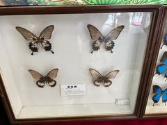 -上海大自然野生昆虫馆(东方明珠·爬宠昆虫探索中心)