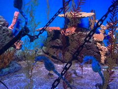 -上海海洋水族馆