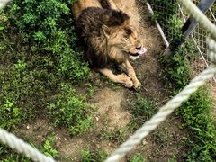 -西霞口神雕山野生动物世界