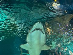 -上海海洋水族馆