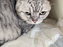 -美联众合动物医院·24h转诊中心
