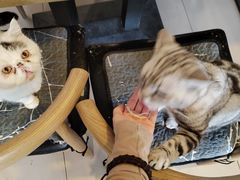 -平行世界·猫咖(首经贸店)