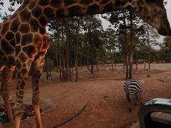 -清迈夜间动物园