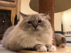 -滚猫咖啡·猫咖·猫友好撸猫(未来城店)