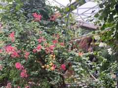 -呀路古热带植物园