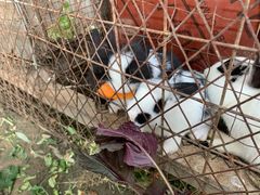 -草根堂农场