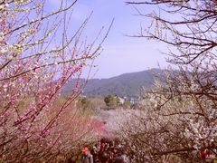 -香雪海