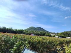 -亚龙湾国际玫瑰谷