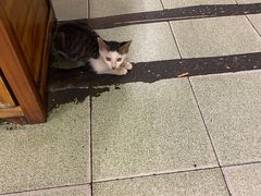 -鸿顺老铁锅美蛙鱼府(解放碑店)
