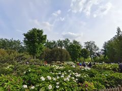 -莲花池公园