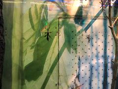 -上海大自然野生昆虫馆(东方明珠·爬宠昆虫探索中心)
