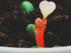 -南汇花鸟市场(上海浦东新花卉店)