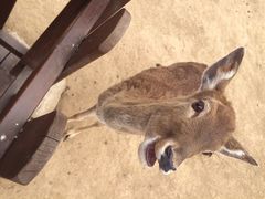 秦岭野生动物园-西安秦岭野生动物园