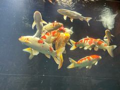 -弘安丽水温泉酒店