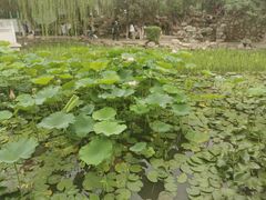 -莲湖公园