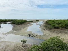 -北海金海湾红树林生态旅游区