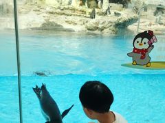 -帝企鹅自助餐厅•儿童岛•真企鹅(长隆企鹅酒店)