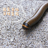不出京遛娃｜平谷梨树沟休闲区小镇