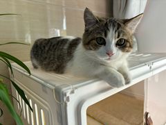 -小猫来了·猫舍(红山六九七九店)