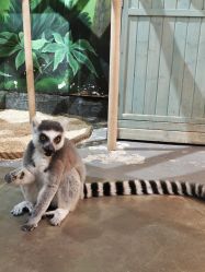 -Zoolung Zoolung动物主题公园(海信广场店)