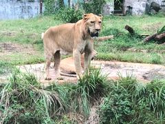 -海南热带野生动植物园
