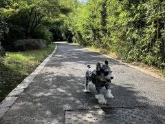 -桃花岛景观公园