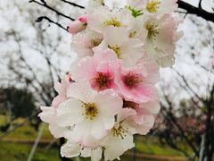-天适樱花悠乐园