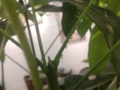 -白塘生态植物园