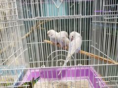 -龟与熊猫宠物公园(南坪店)