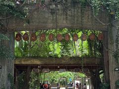 -西双版纳原始森林公园