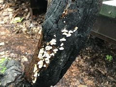 -帽儿山国家森林公园