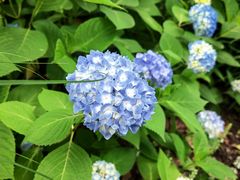 -上海滨江森林公园