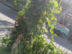 -大理.老字号渝记酸萝卜乌鱼(古城总店)