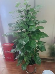 -武汉五洲整形外科医院