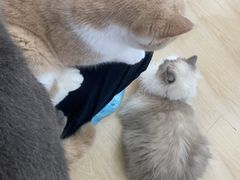 -1013 PET SHOP 宠物商店(近铁城市广场店)