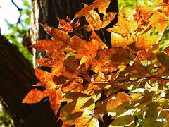 -藏龙百瀑风景区