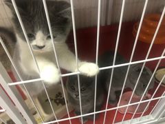 -我爱猫咪·猫咖·狗咖·安哥拉兔·羊驼咖(小寨华旗店)