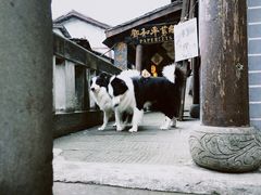 -磁器口古镇