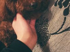 -荣耀金沙动物医院(清江西路店)