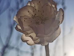 -南国桃园旅游度假区