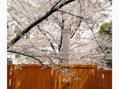 -武汉大学-樱园