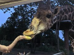 -清迈夜间动物园